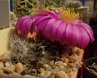 Нажмите на изображение для увеличения.

Название:	Echinocereus pulchellus var. amoenus.jpg
Просмотров:	398
Размер:	99.5 Кб
ID:	493384