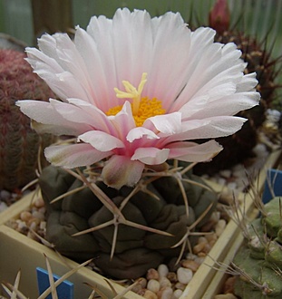 Нажмите на изображение для увеличения.

Название:	Thelocactus hexaedrophorus v. francii1 CH 633.jpg
Просмотров:	453
Размер:	90.9 Кб
ID:	497002