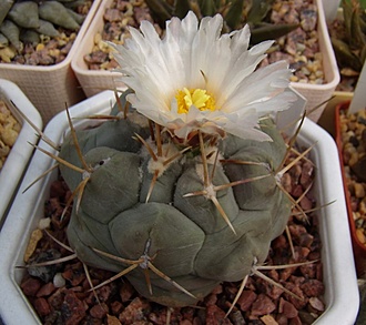 Нажмите на изображение для увеличения.

Название:	Thelocactus hex1.jpg
Просмотров:	373
Размер:	98.2 Кб
ID:	493390