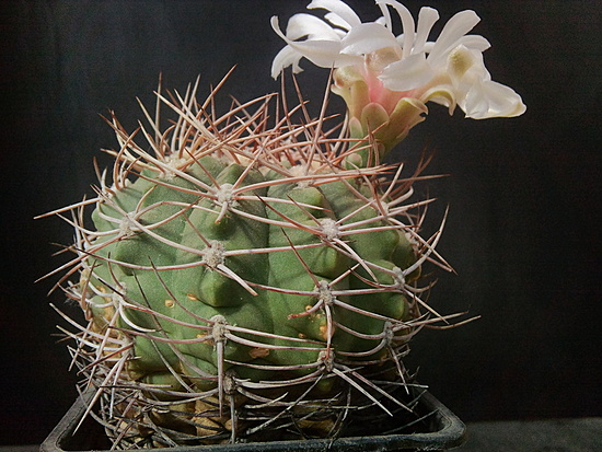 Нажмите на изображение для увеличения.  Название:	Gymnocalycium nigreareolatum 004.jpg Просмотров:	0 Размер:	220.8 Кб ID:	493588