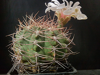 Нажмите на изображение для увеличения.

Название:	Gymnocalycium nigreareolatum 004.jpg
Просмотров:	1484
Размер:	220.8 Кб
ID:	513620