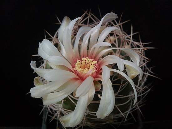 Нажмите на изображение для увеличения.  Название:	Gymnocalycium nigreareolatum 005.jpg Просмотров:	0 Размер:	141.6 Кб ID:	493589