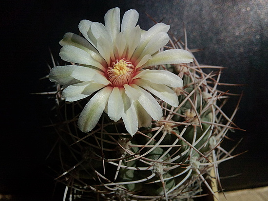 Нажмите на изображение для увеличения.

Название:	Gymnocalycium nigreareolatum 003.jpg
Просмотров:	387
Размер:	172.4 Кб
ID:	493591