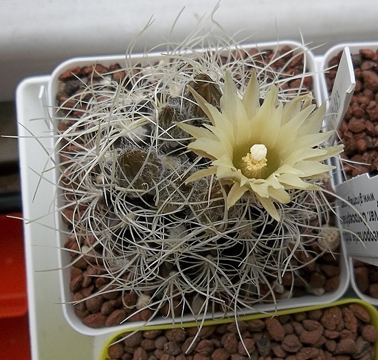 Нажмите на изображение для увеличения.

Название:	Neoporteria nidus var. gerocephala.JPG
Просмотров:	362
Размер:	259.4 Кб
ID:	493653