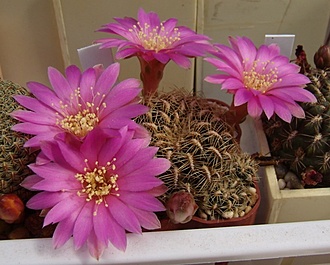 Нажмите на изображение для увеличения.

Название:	Sulcorebutia canigueralii v. ornata WR 281.jpg
Просмотров:	508
Размер:	103.6 Кб
ID:	493751