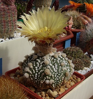 Нажмите на изображение для увеличения.

Название:	Astrophytum asterias cv. hanazono.jpg
Просмотров:	509
Размер:	214.7 Кб
ID:	493760