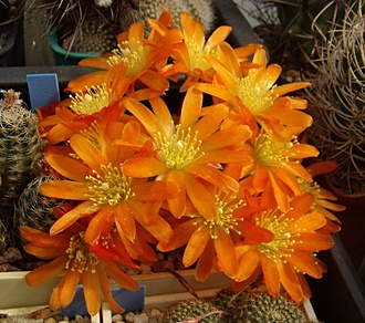Нажмите на изображение для увеличения.

Название:	Aylostera heliosa v. solisioides SL 52.jpg
Просмотров:	424
Размер:	121.8 Кб
ID:	493817
