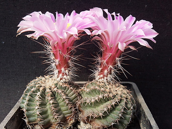 Нажмите на изображение для увеличения.

Название:	Echinocereus amoenus 002.jpg
Просмотров:	597
Размер:	242.3 Кб
ID:	493976