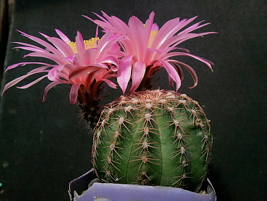 Нажмите на изображение для увеличения.

Название:	Echinocereus weinbergii P 310 005.jpg
Просмотров:	595
Размер:	208.4 Кб
ID:	493978