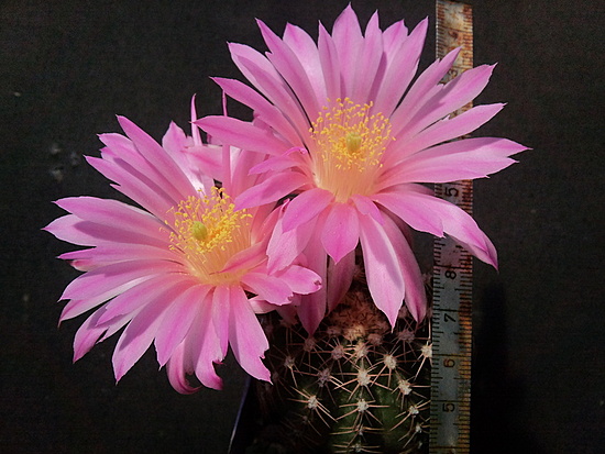 Нажмите на изображение для увеличения.

Название:	Echinocereus weinbergii P 310 006.jpg
Просмотров:	591
Размер:	181.9 Кб
ID:	493979