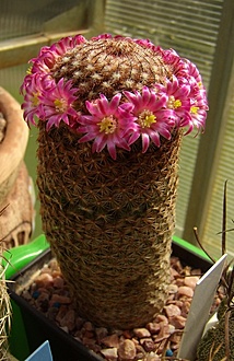 Нажмите на изображение для увеличения.

Название:	Mammillaria matudae.jpg
Просмотров:	433
Размер:	178.5 Кб
ID:	494080