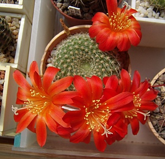 Нажмите на изображение для увеличения.

Название:	Rebutia Senilis «grandiflora» RW63.jpg
Просмотров:	394
Размер:	100.8 Кб
ID:	494082