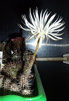 Нажмите на изображение для увеличения.

Название:	Setiechinopsis mirabilis.jpg
Просмотров:	426
Размер:	150.2 Кб
ID:	494084