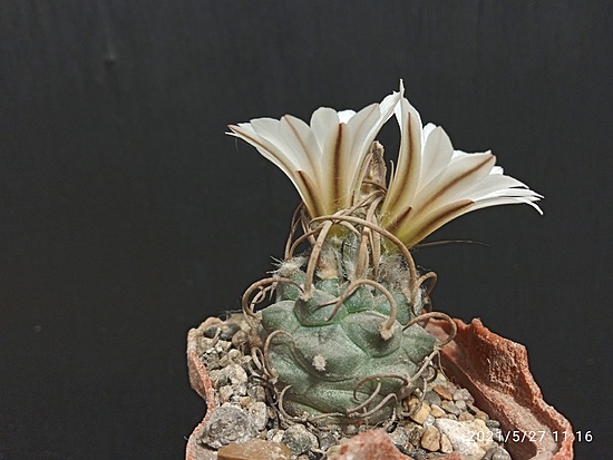 Нажмите на изображение для увеличения.

Название:	Turbinicarpus macrochele MZ 577 002.jpg
Просмотров:	480
Размер:	140.3 Кб
ID:	494268