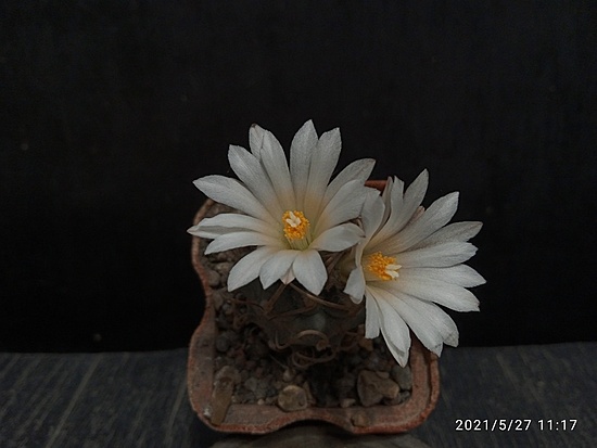 Нажмите на изображение для увеличения.

Название:	Turbinicarpus macrochele MZ 577 003.jpg
Просмотров:	467
Размер:	103.0 Кб
ID:	494269