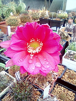 Нажмите на изображение для увеличения.

Название:	IMG_20210527_080148.jpg
Просмотров:	448
Размер:	321.1 Кб
ID:	494281