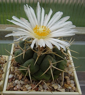 Нажмите на изображение для увеличения.  Название:	Thelocactus hexaedrophorus v. labouretianus.jpg Просмотров:	0 Размер:	172.0 Кб ID:	494527