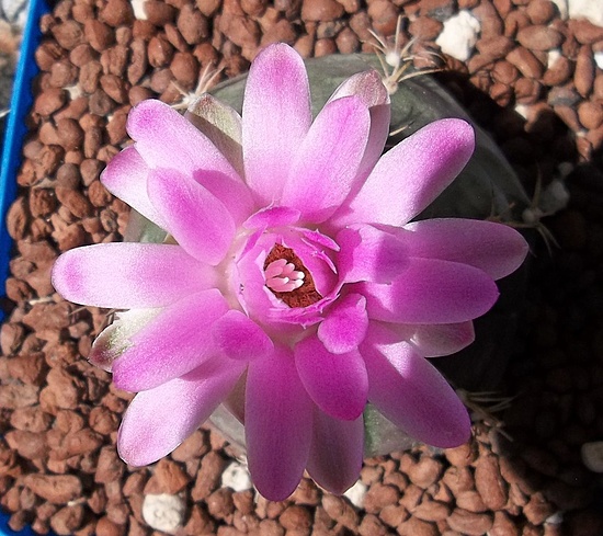 Нажмите на изображение для увеличения.  Название:	Gymnocalycium anisitsii  (1).JPG Просмотров:	0 Размер:	225.3 Кб ID:	494669