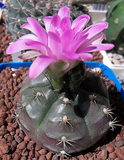 Нажмите на изображение для увеличения.  Название:	Gymnocalycium anisitsii  (3).JPG Просмотров:	0 Размер:	235.0 Кб ID:	494670