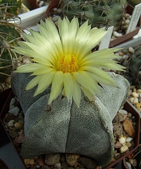 Нажмите на изображение для увеличения.

Название:	Astrophytum myriostigma.jpg
Просмотров:	303
Размер:	209.1 Кб
ID:	494767