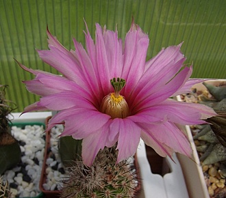 Нажмите на изображение для увеличения.

Название:	Echinocereus fobeanus HK303.jpg
Просмотров:	322
Размер:	87.2 Кб
ID:	494768