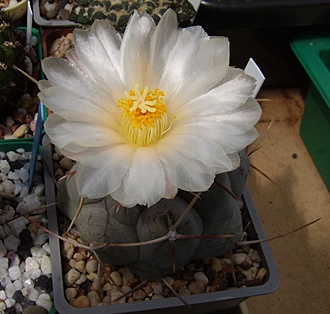 Нажмите на изображение для увеличения.

Название:	Thelocactus hexaedrophorus v. fossulatus SB 892.jpg
Просмотров:	314
Размер:	89.6 Кб
ID:	494771