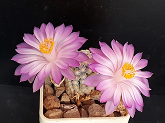 Нажмите на изображение для увеличения.

Название:	Mammillaria teresa-.jpg
Просмотров:	304
Размер:	147.0 Кб
ID:	494863