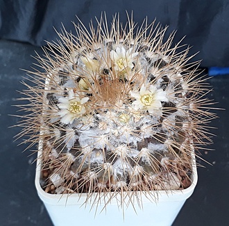Нажмите на изображение для увеличения.

Название:	Mammillaria nivosa.jpg
Просмотров:	305
Размер:	303.1 Кб
ID:	494865