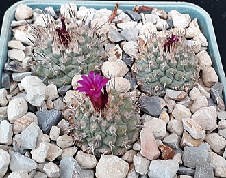 Нажмите на изображение для увеличения.

Название:	Strombocactus pulcherrimus Strombocactus disciformis var. esperanzae (Glass &amp; S. Arias) don Pedro &amp; Riha 1997.jpg
Просмотров:	316
Размер:	260.6 Кб
ID:	494867