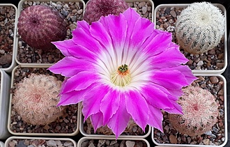 Нажмите на изображение для увеличения.  Название:	Echinocereus rigidissimus SB1783 Santa Rita Mts.jpg Просмотров:	0 Размер:	218.7 Кб ID:	494871