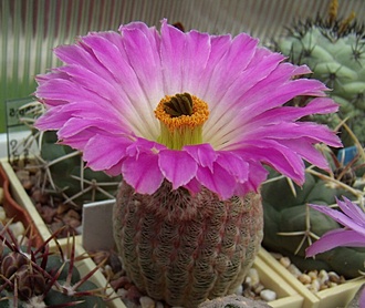 Нажмите на изображение для увеличения.

Название:	Echinocereus rigidissimus v. rubrispinus.jpg
Просмотров:	854
Размер:	98.3 Кб
ID:	494945