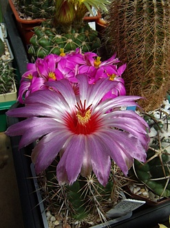 Нажмите на изображение для увеличения.

Название:	Thelocactus bicolor v. schottii2.jpg
Просмотров:	907
Размер:	192.0 Кб
ID:	494948