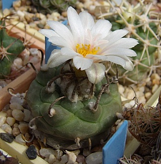 Нажмите на изображение для увеличения.

Название:	Turbinicarpus polaskii MZ 706.jpg
Просмотров:	919
Размер:	110.1 Кб
ID:	494949