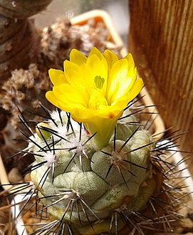 Нажмите на изображение для увеличения.

Название:	Ortegocactus.jpg
Просмотров:	315
Размер:	208.8 Кб
ID:	494972