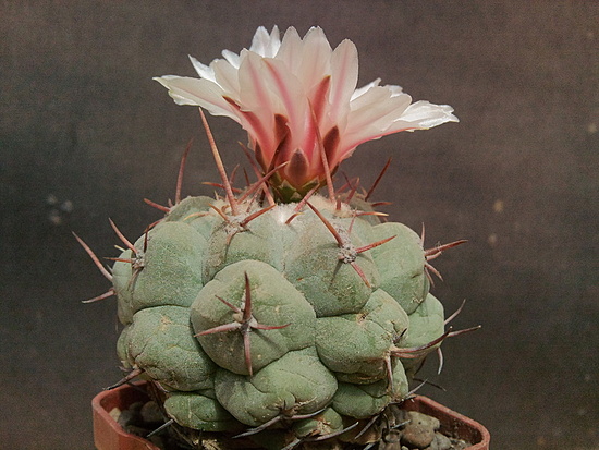 Нажмите на изображение для увеличения.

Название:	Thelocactus lloydii 1.004.jpg
Просмотров:	667
Размер:	198.5 Кб
ID:	495104