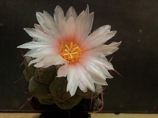 Нажмите на изображение для увеличения.

Название:	Thelocactus lloydii 1.005.jpg
Просмотров:	646
Размер:	150.9 Кб
ID:	495105