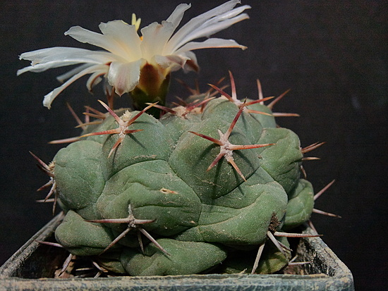 Нажмите на изображение для увеличения.

Название:	Thelocactus lloydii 2.002.jpg
Просмотров:	661
Размер:	201.4 Кб
ID:	495106