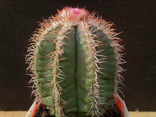 Нажмите на изображение для увеличения.

Название:	Melocactus matanzanus 002.jpg
Просмотров:	650
Размер:	219.8 Кб
ID:	495111