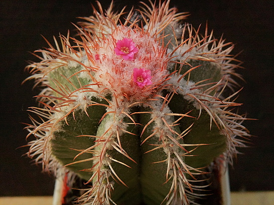 Нажмите на изображение для увеличения.

Название:	Melocactus matanzanus 003.jpg
Просмотров:	642
Размер:	231.5 Кб
ID:	495112