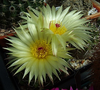 Нажмите на изображение для увеличения.

Название:	Notocactus crassigibus2.jpg
Просмотров:	579
Размер:	114.8 Кб
ID:	495195