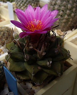 Нажмите на изображение для увеличения.

Название:	Turbinicarpus alonsoi GM 024.jpg
Просмотров:	578
Размер:	140.5 Кб
ID:	495196