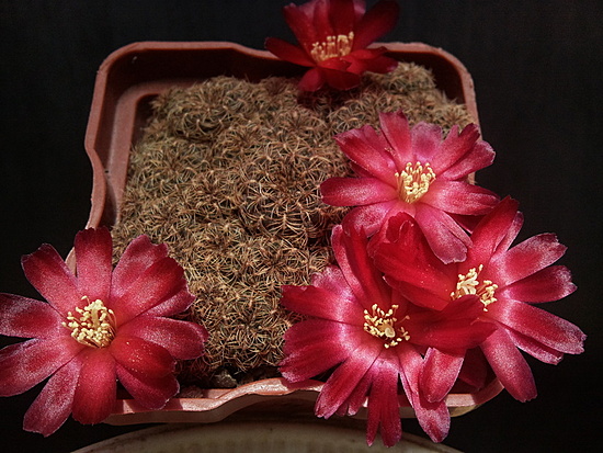 Нажмите на изображение для увеличения.

Название:	Sulcorebutia taratensis 4.005.jpg
Просмотров:	466
Размер:	221.7 Кб
ID:	495329
