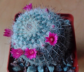 Нажмите на изображение для увеличения.

Название:	MG 917.76 Mammillaria supertexta FO-001.jpg
Просмотров:	458
Размер:	206.9 Кб
ID:	495375