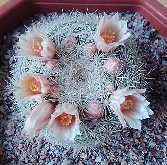 Нажмите на изображение для увеличения.

Название:	Mammillaria candida v. caespitosa.jpg
Просмотров:	479
Размер:	350.0 Кб
ID:	495377