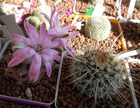 Нажмите на изображение для увеличения.

Название:	Gymnocalycium damsii var. rutundulum (4).JPG
Просмотров:	442
Размер:	228.7 Кб
ID:	495393