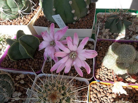 Нажмите на изображение для увеличения.

Название:	Gymnocalycium damsii var. rutundulum (3).JPG
Просмотров:	426
Размер:	231.1 Кб
ID:	495394