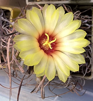 Нажмите на изображение для увеличения.

Название:	astrophytum capricorne.jpg
Просмотров:	373
Размер:	215.6 Кб
ID:	495522