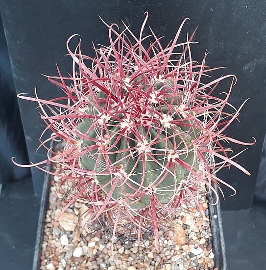 Нажмите на изображение для увеличения.  Название:	Ferocactus sp..jpg Просмотров:	0 Размер:	335.7 Кб ID:	495594