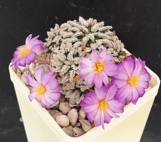 Нажмите на изображение для увеличения.

Название:	Mammillaria bertholdii.jpg
Просмотров:	523
Размер:	228.4 Кб
ID:	495597