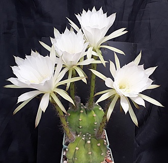 Нажмите на изображение для увеличения.

Название:	Echinopsis.jpg
Просмотров:	478
Размер:	194.7 Кб
ID:	495600